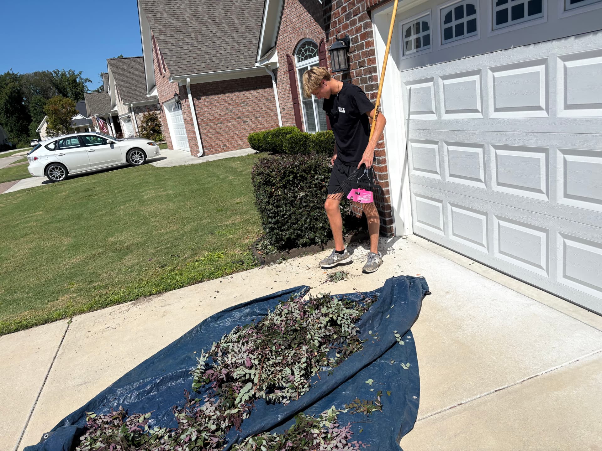 Hedge trimming and yard cleanup